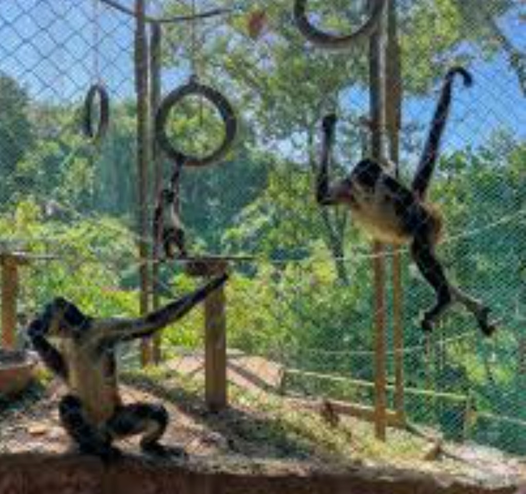 Spider monkeys playing on tire swings at a Roatan Honduras wildlife park for cruise passengers